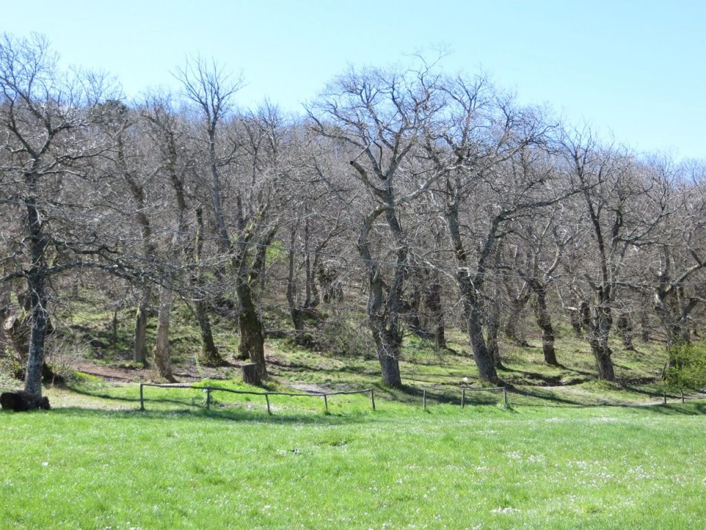 Abandoned Chestnut Forest: Santallago, Monti Pisani, 2014.